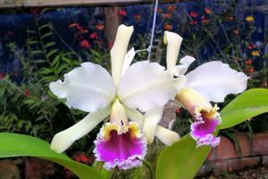 Cattleya rex