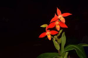 Phragmipedium dalessandroi