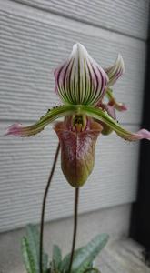 Paphiopedilum fowliei