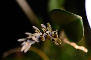 Acianthera saurocephala