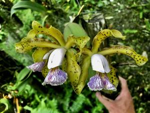 Cattleya schilleriana