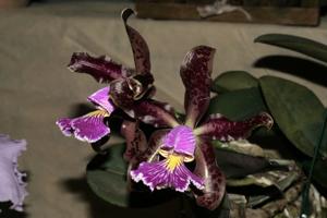 Cattleya schilleriana