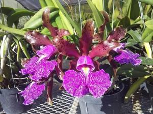 Cattleya schilleriana