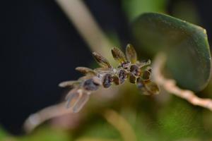 Acianthera saurocephala