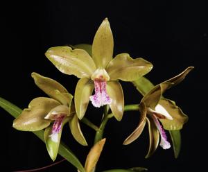 Cattleya schofieldiana