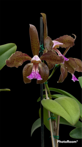 Cattleya schofieldiana