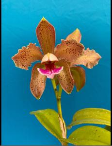 Cattleya schofieldiana