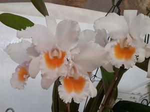 Cattleya schroederae