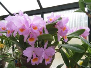 Cattleya schroederae