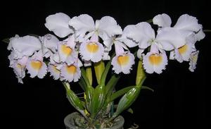 Cattleya schroederae