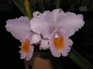 Cattleya schroederae