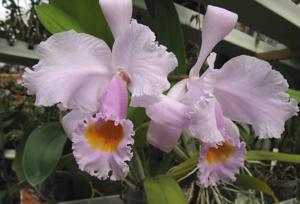 Cattleya schroederae