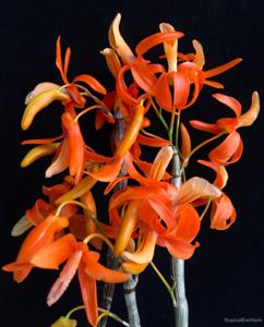 Dendrobium unicum