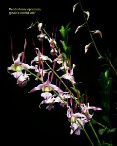 Dendrobium leporinum