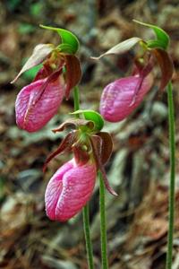 Cypripedium acaule