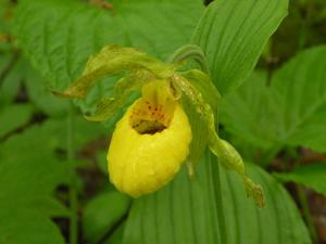 Cypripedium parviflorum var. parviflorum