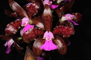 Cattleya tigrina