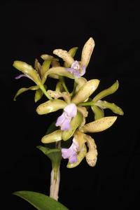 Cattleya tigrina