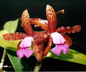 Cattleya tigrina