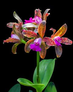 Cattleya tigrina