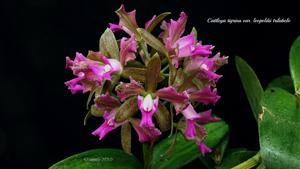 Cattleya tigrina