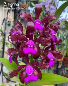 Cattleya tigrina