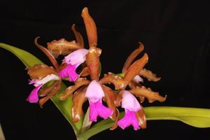 Cattleya tigrina