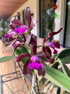 Cattleya tigrina