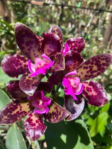 Cattleya tigrina