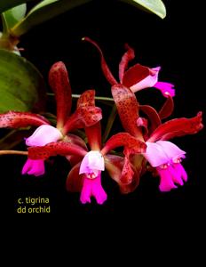 Cattleya tigrina