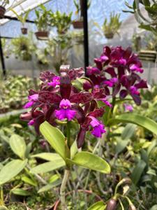 Cattleya tigrina