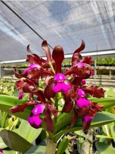 Cattleya tigrina