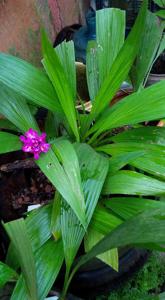 Spathoglottis unguiculata