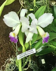 Cattleya trianae