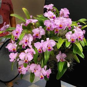 Cattleya trianae