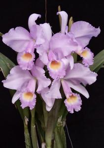 Cattleya trianae