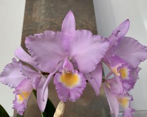 Cattleya trianae