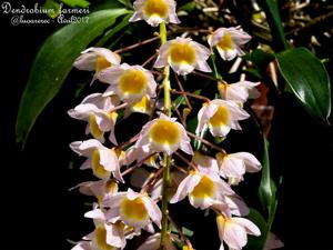 Dendrobium farmeri