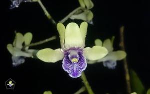 Dendrobium violaceoflavens