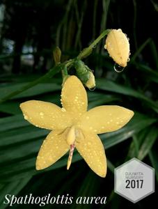 Spathoglottis aurea