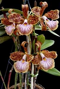 Cattleya velutina