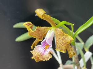 Cattleya velutina