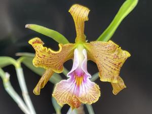 Cattleya velutina