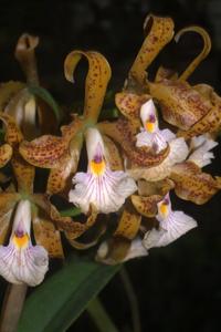 Cattleya velutina