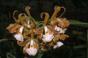 Cattleya velutina