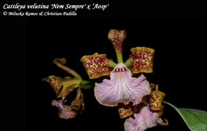 Cattleya velutina