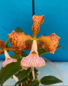 Cattleya velutina