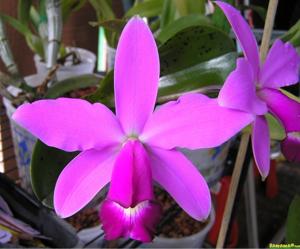 Cattleya violacea