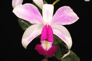 Cattleya violacea