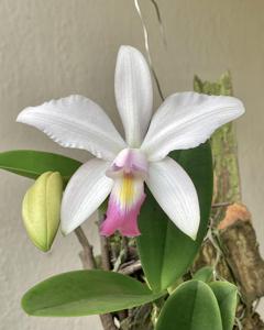 Cattleya violacea